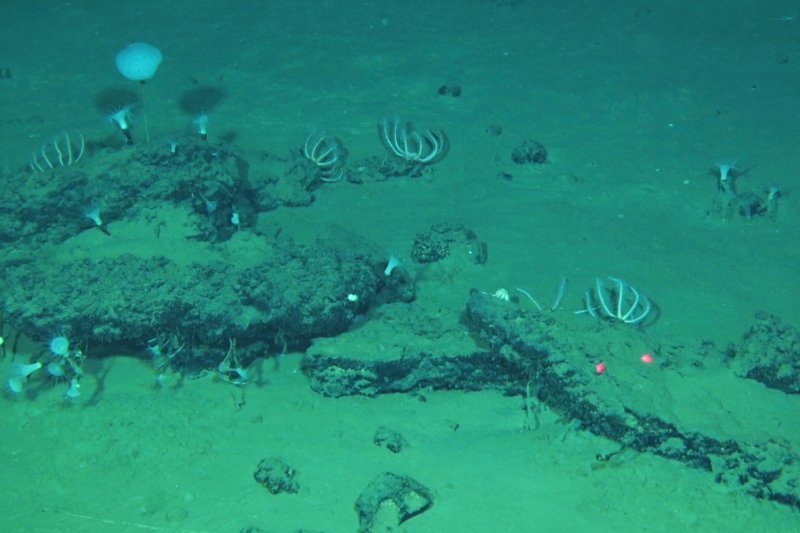 World's largest underwater whale burial ground discovered after 5.3 Million years