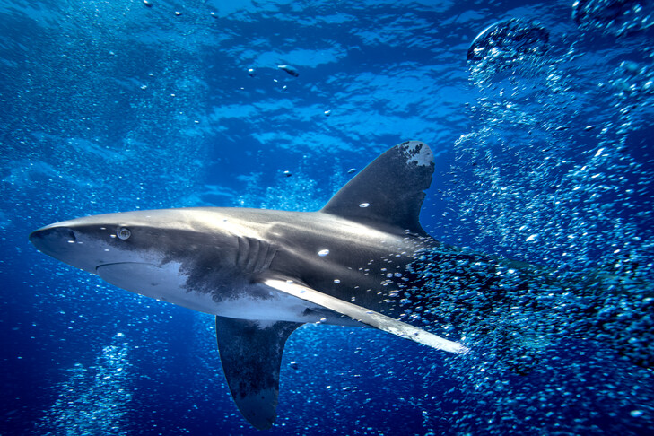 Shark attack at Sydney's Coogee Beach leaves woman critical