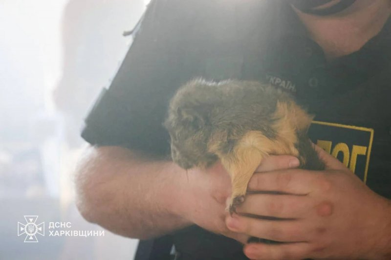Several animals killed in Russian attack on Kharkiv zoo - PHOTO Several animals killed in Russian attack on Kharkiv zoo - PHOTO