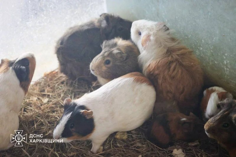 2026/06/1781543546.webp + Several animals killed in Russian attack on Kharkiv zoo - PHOTO News about - Several animals killed in Russian attack on Kharkiv zoo - PHOTO
