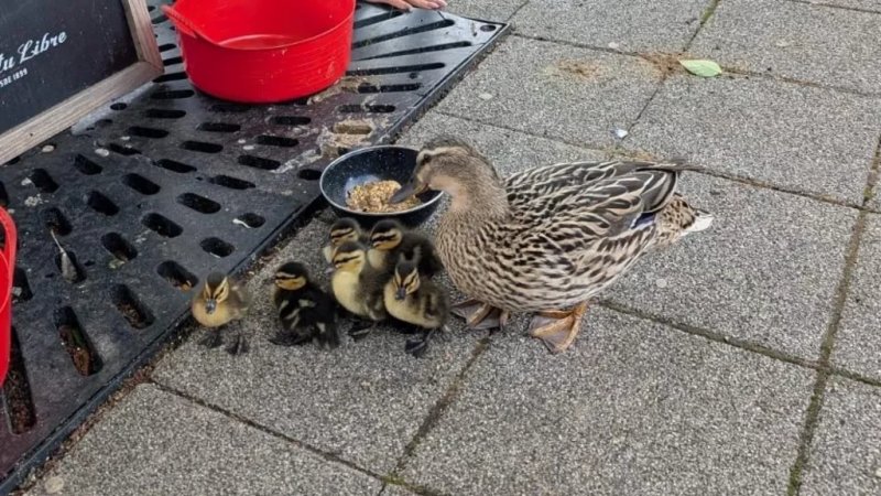 Ducks return to South Shields pub with six ducklings
