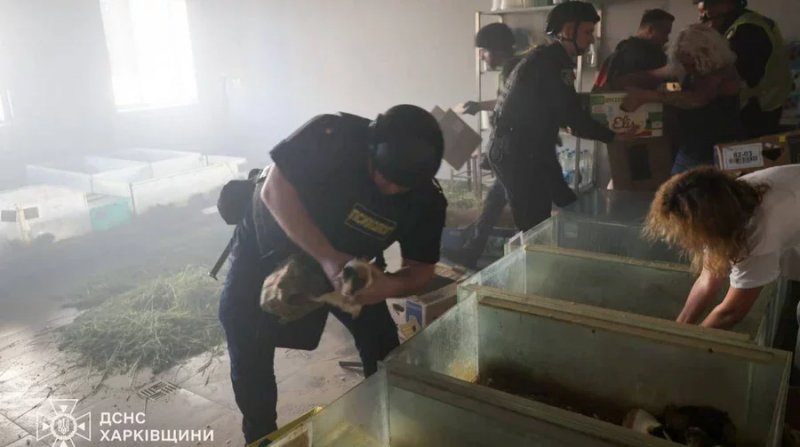 2026/06/1781543546.webp + Several animals killed in Russian attack on Kharkiv zoo - PHOTO News about - Several animals killed in Russian attack on Kharkiv zoo - PHOTO