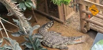 Boy fights for life after crocodile attack at UK zoo - PHOTOS