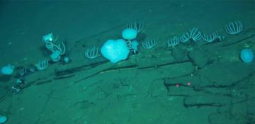 Five-million-year-old whale graveyard discovered