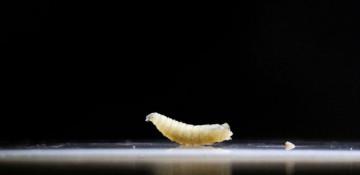 Flesh-eating screwworm detected in Texas calf after decades