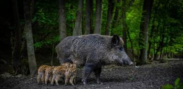 Hungary confirms 1st African swine fever outbreak in domestic pig herds 