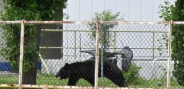 Bear escapes Japan's Fukushima factory after attacking four -  VIDEO 