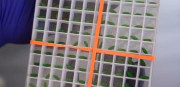 US ramps up response after New World screwworm case
