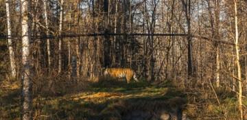 Japan's oldest Amur tiger dies at age 20