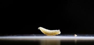 U.S. records 2nd New World screwworm case in Texas