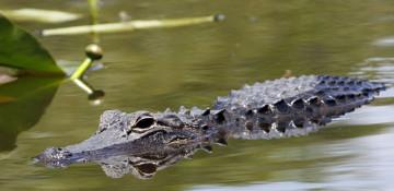 Rescued Ridglan Farms beagle killed by alligator in Florida
