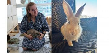 Dubai rabbit rescue community supports abandoned animals across UAE (World)