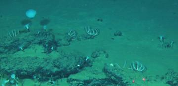 World's largest underwater whale burial ground discovered after 5.3 Million years