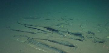 Scientists pinpoint whale “graveyards”