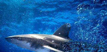 Shark attack at Sydney's Coogee Beach leaves woman critical (World)