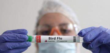 Australia detects its first suspected case of H5N1 bird flu