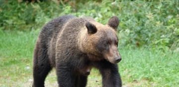 Woman killed in suspected bear attack in northern Japan
