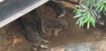 Man detained after child hurt in crocodile enclosure at zoo