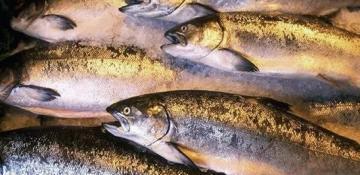 Russia increases fish imports from Iran and Turkey after Armenian supply cuts