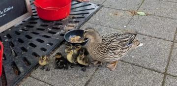 Ducks return to South Shields pub with six ducklings