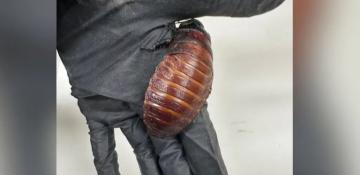 Giant hissing cockroaches among $200,000 worth of illegal insects seized in Australia 