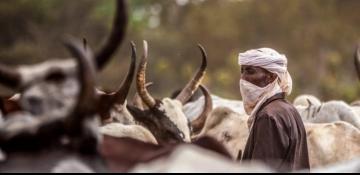 Massive property destruction as Chad land dispute turns deadly