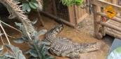 Boy fights for life after crocodile attack at UK zoo - PHOTOS