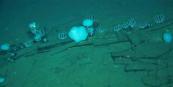Five-million-year-old whale graveyard discovered
