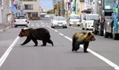 Four injured in bear attacks in northeast Japan