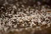 Flesh-eating screwworm found just 25 miles from US border in Mexico