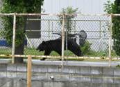 Bear escapes Japan's Fukushima factory after attacking four -  VIDEO 