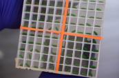 US ramps up response after New World screwworm case