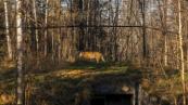Japan's oldest Amur tiger dies at age 20
