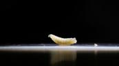 U.S. records 2nd New World screwworm case in Texas