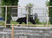 Bear captured in Japan city near Tokyo after multiple sightings -  VIDEO 