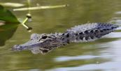 Rescued Ridglan Farms beagle killed by alligator in Florida