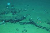 World's largest underwater whale burial ground discovered after 5.3 Million years