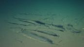 Scientists pinpoint whale “graveyards”