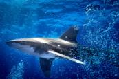Shark attack at Sydney's Coogee Beach leaves woman critical