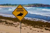 Sydney tightens beach safety after weekend shark attack