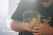Several animals killed in Russian attack on Kharkiv zoo -  PHOTO 