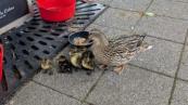 Ducks return to South Shields pub with six ducklings