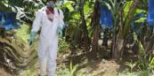  Baku was right: France finally admits Antilles poisoning 