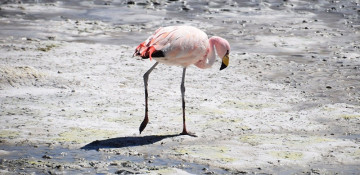 Iranian firemen rescue flamingo that fell into oil tank