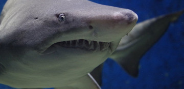 Aquarium tank in Mexico containing 13 sharks bursts open