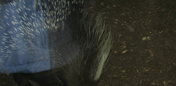 Porcupine mom takes baby rabbits into her care in Russian zoo 