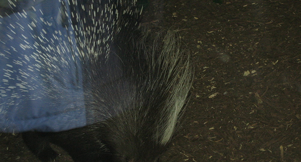 Porcupine mom takes baby rabbits into her care in Russian zoo 