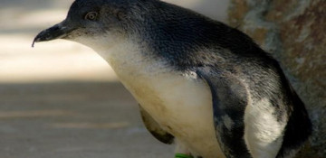 Penguin stolen from German zoo is found dead near parking lot