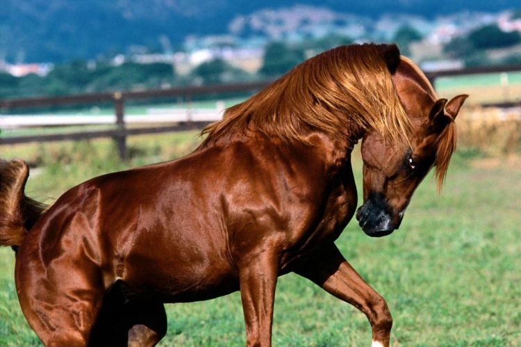 Azerbaijani president allocates AZN 2M for development of Karabakh horse breed