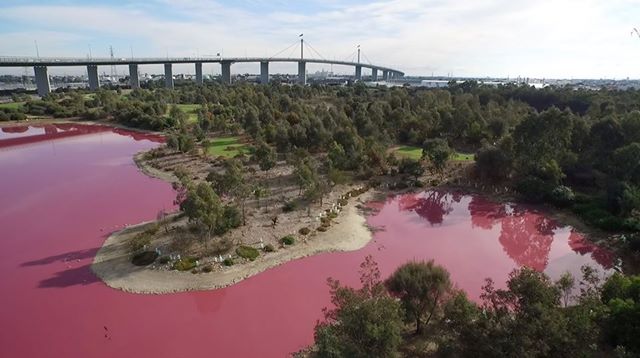 Salt lake in Australian park turns bright pink